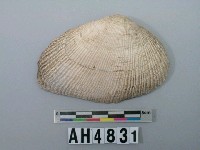 藏品(貝殼)的圖片